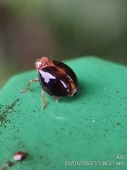 Hemisphaerius