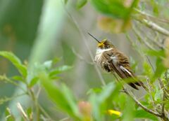 Oreonympha nobilis
