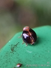 Hemisphaerius