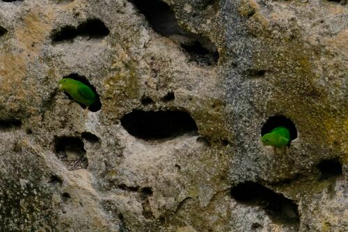 Andean Parakeet (Bolborhynchus orbygnesius), photo 3