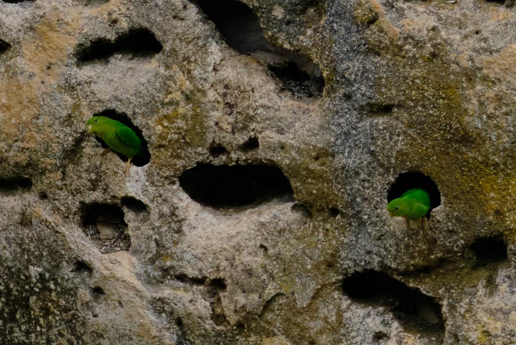 Andean Parakeet (Bolborhynchus orbygnesius), photo 3