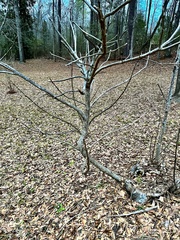 Acer floridanum