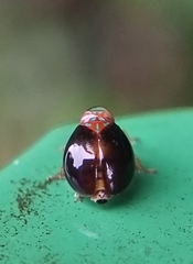 Hemisphaerius