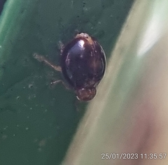 Hemisphaerius