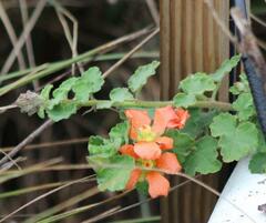 Sphaeralcea lindheimeri