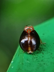 Hemisphaerius