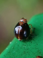 Hemisphaerius