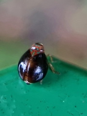 Hemisphaerius