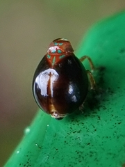 Hemisphaerius