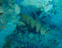 Amblyeleotris guttata