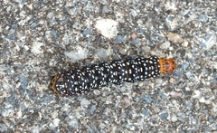 Xanthopastis timais