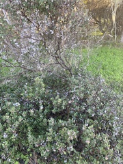 Arctostaphylos tomentosa