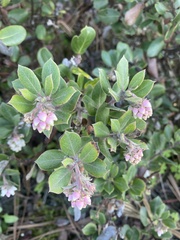 Arctostaphylos tomentosa