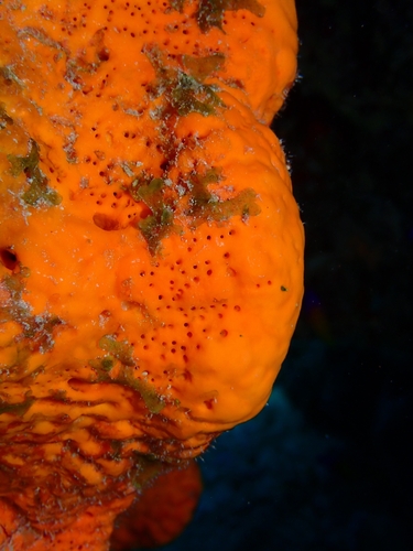 Elephant ear sponge