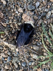 Bombus vosnesenskii