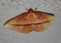 Midila daphne