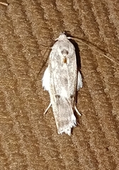 Antaeotricha