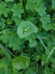 Claytonia perfoliata