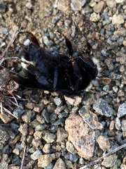 Bombus vosnesenskii