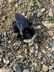 Bombus vosnesenskii