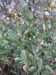 Arctostaphylos tomentosa