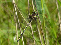 Cordulegaster obliqua