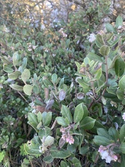 Arctostaphylos tomentosa