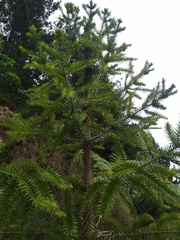 Araucaria
