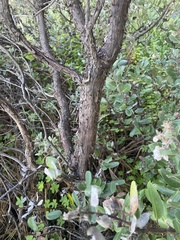 Arctostaphylos tomentosa