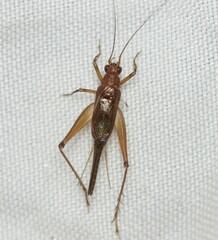 Gryllidae