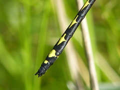 Cordulegaster obliqua