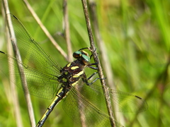 Cordulegaster obliqua