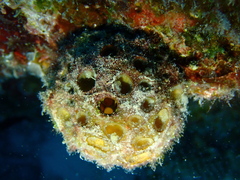 Tetillidae