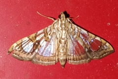 Glyphodes sibillalis