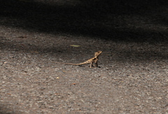 Lophosaurus spinipes