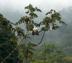 Pseudastur albicollis