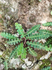Asplenium ceterach image