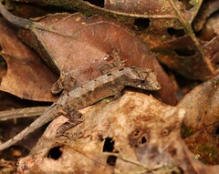 Anolis humilis