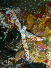 Linckia multifora