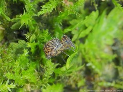Ptenothrix marmorata