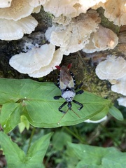 Apiomerus vexillarius