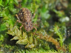 Ptenothrix renateae