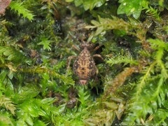 Ptenothrix renateae