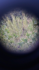 Melanerpes hoffmannii