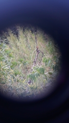 Melanerpes hoffmannii