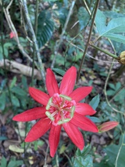 Passiflora vitifolia