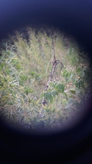 Melanerpes hoffmannii