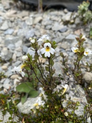 Euphrasia laingii