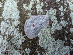 Phlyctis petraea