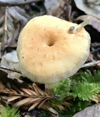 Hydnum oregonense